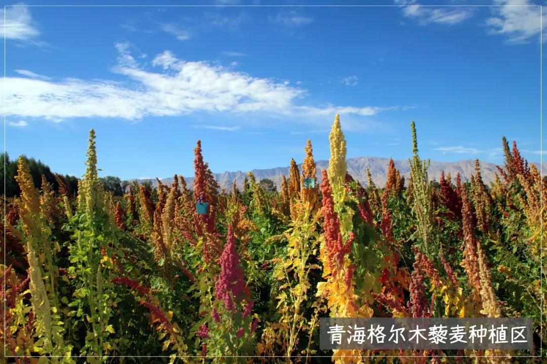 藜麦虽然名字含有"麦",但其实不像小麦,稻米等一样属于谷类植物,而是