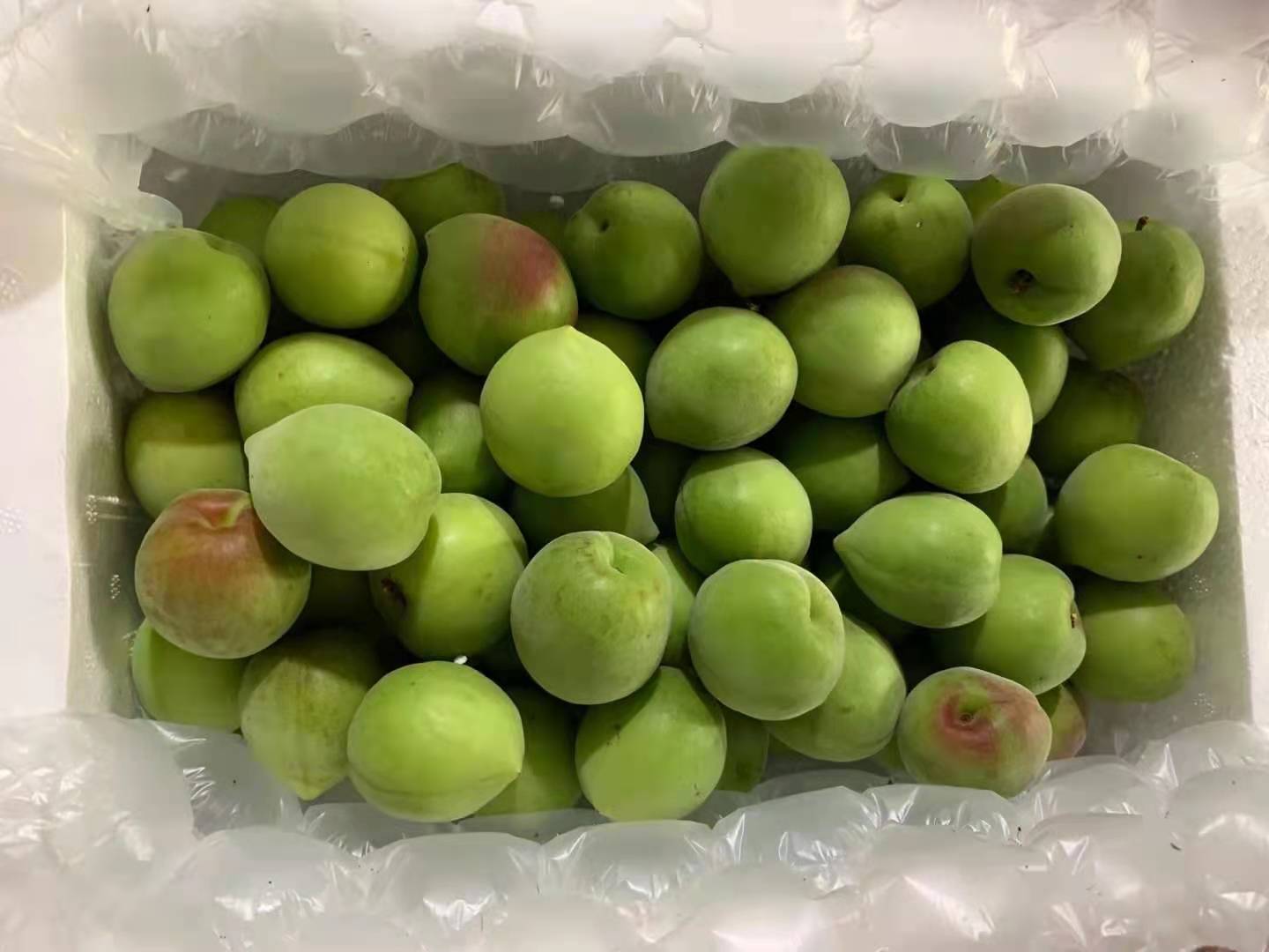 5,如红星白梅青梅等从花期上分有早中晚熟三种类型全县果梅生产主要以